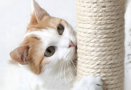 DRAPAK SŁUPER DLA KOTA legowisko do drapania dla kotów kociąt z piłeczką